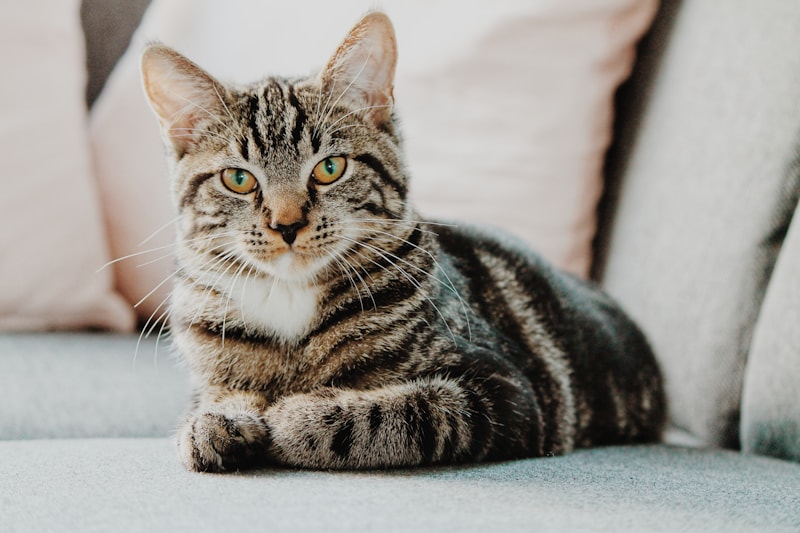Gato relaxado no colo