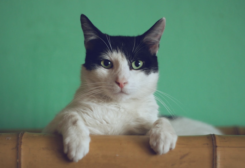 Gato com olhar expressivo