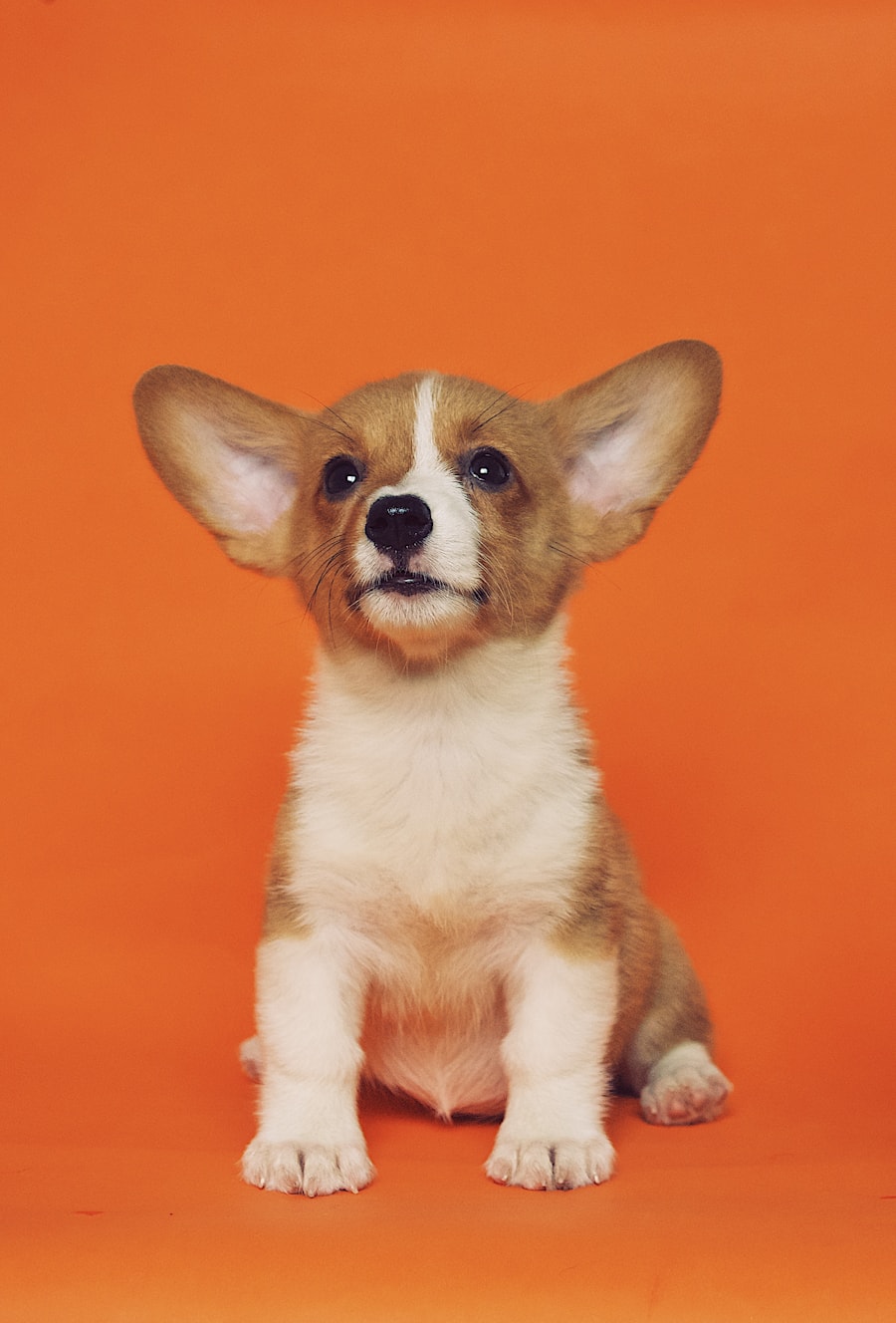 Cachorro feliz ao ar livre