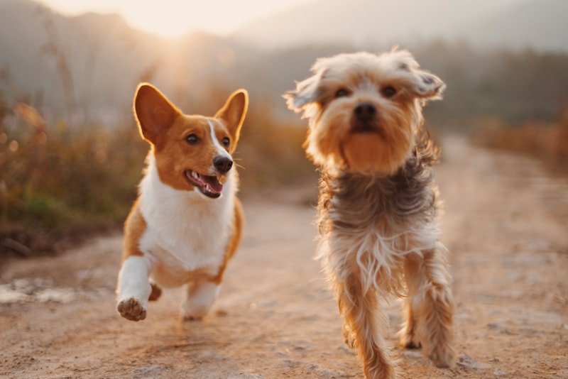 Dois cachorros juntos
