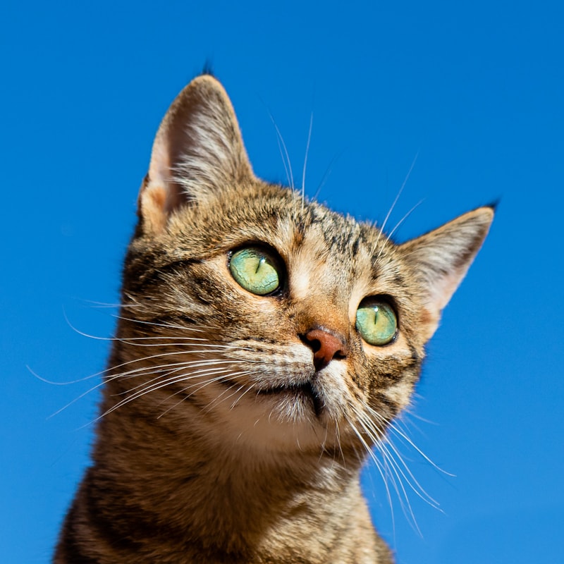Gato deitado em casa