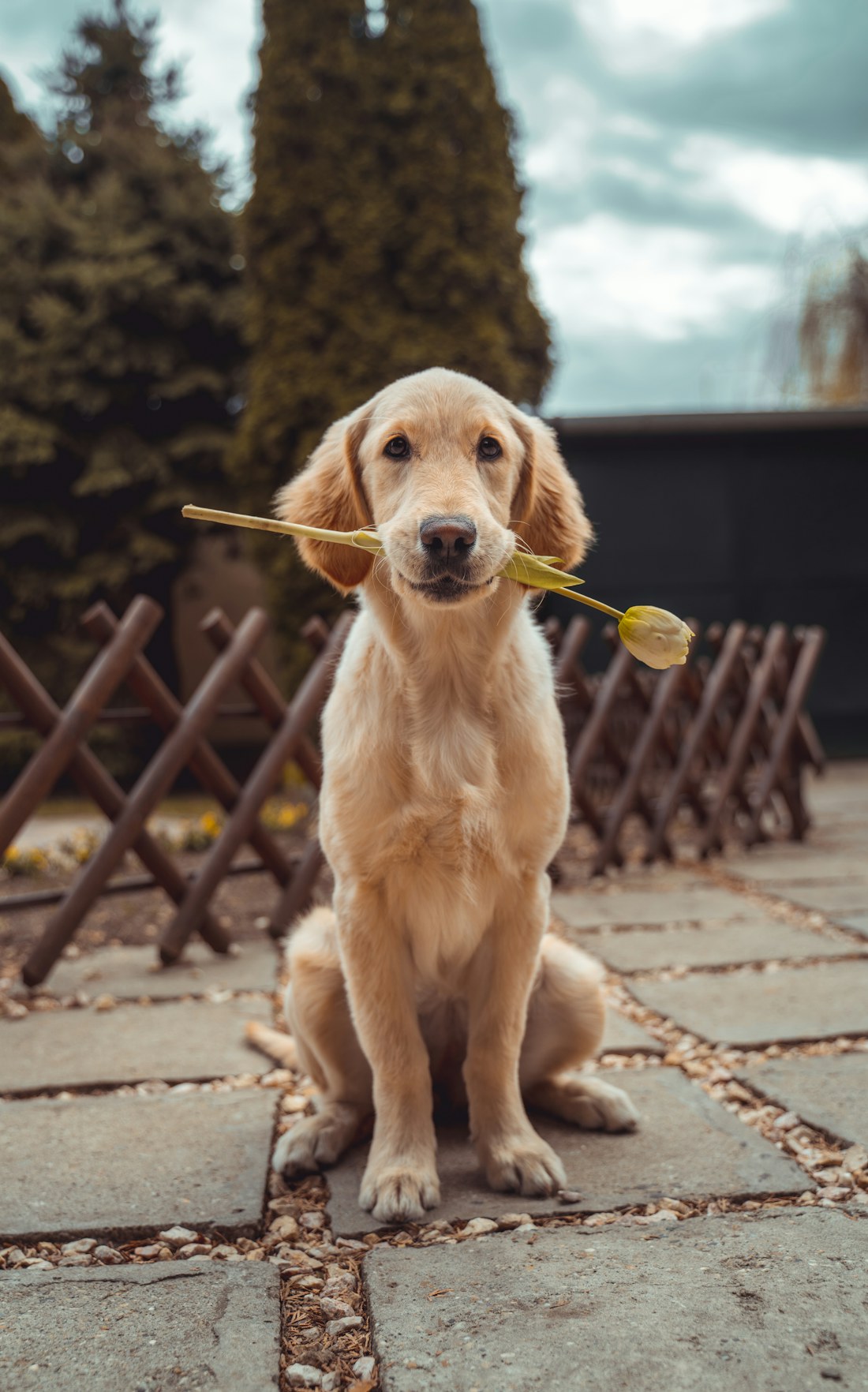 Cachorro olhando para a câmera